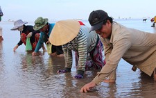 ​Phía sau câu chuyện “cướp” nghêu