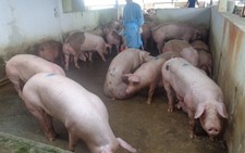 Chủ trại heo đề nghị “bồi dưỡng” đoàn kiểm tra chất cấm gần 100 triệu đồng