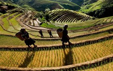 ​“Mùa vàng trên non” ở Mù Cang Chải