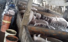 12 lô heo dương tính với chất tạo nạc, tăng trọng