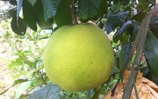 Ghé Hương Khê ăn bưởi Phúc Trạch