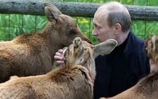 Chùm ảnh Tổng thống Putin cưng nựng động vật