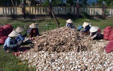 ​Dừng áp thuế xuất khẩu 5% với sắn lát