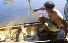 Cá chết cả tạ trên sông Vĩnh Định