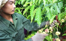 Tìm đầu ra cho nông sản Việt