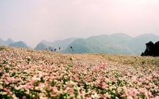 ​Hà Giang rực hồng hoa tam giác mạch