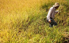 ​Indonesia muốn mua gạo của Việt Nam và Thái Lan