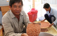 Lúa dược liệu đắt như tôm tươi