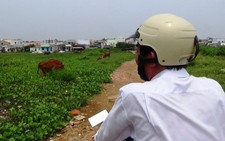 ​Cán bộ phải đi bắt... bò thả rông