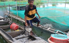 ĐBSCL thiếu nước ngọt trầm trọng
