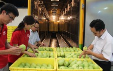 Xoài cát chu đạt chuẩn đi Nhật