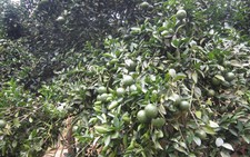 Thăm làng Mường thưởng thức cam sành Hàm Yên