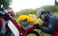 Đi Bảo Lộc đón mùa hoa dã quỳ