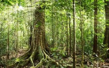 ​OECD: Brazil là nước có tốc độ phá rừng cao nhất thế giới