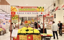 ​Xoài Cát Chu chính thức được bày bán tại thị trường Nhật Bản