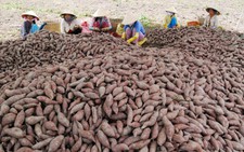Thương lái Trung Quốc khiến doanh nghiệp bị “vạ lây”