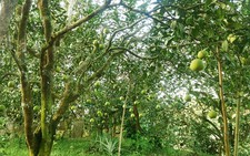 ​Bưởi Đoan Hùng giành 