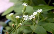 Vị ngọt trời cho người đái tháo đường