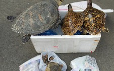 Tạm giữ lô động vật hoang dã đội lốt sản phẩm từ dừa