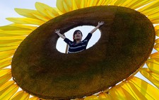 ​Đóa hoa hướng dương khổng lồ giữa Sài Gòn