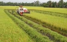 Thương lái thu gom gạo xuất khẩu, chỉ số giá lương thực tăng 0,31%