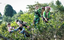 ​Trăn trở về nỗi “có đặc sản vẫn nghèo”