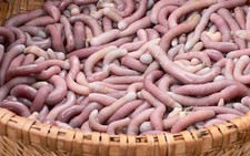 ​Bảo hộ chỉ dẫn địa lý cho sá sùng ở Vân Đồn