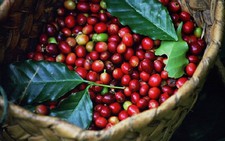 ​Niên vụ cà phê 2015-2016: Còn nhiều thách thức