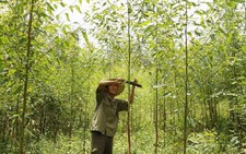 Được vay vốn ưu đãi để học nghề, tạo việc làm
