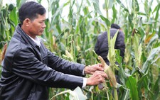 Thuốc chuột không... giết được chuột