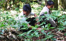 Giữ rừng để trồng sâm