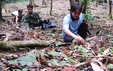 Trại sâm giống Tắk Ngo