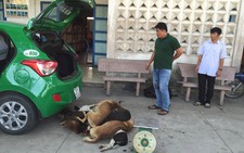 Thu mua chó bị bả chết, thuê taxi đi tiêu thụ