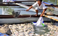 Cá chết hàng loạt ở Đồng Nai do ngạt thở