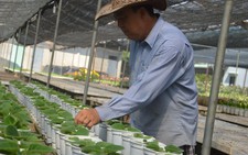 Hơn 3 triệu giỏ hoa Sa Đéc đón tết
