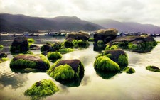 Mùa rêu đá đang hiện lên đẹp đến nghẹt thở