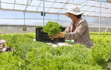 ​300.000 tấn rau xanh Đà Lạt sẵn sàng phục vụ thị trường Tết