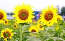 Nhiều loại  hoa tết nở sớm do nắng nóng