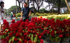 TP.HCM tổ chức 128 chợ hoa tết Nguyên đán 2016