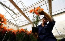 Hoa công nghệ cao đẹp ngỡ ngàng đón tết