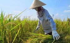 ​Các tỉnh phía Nam ứng phó với khô hạn, xâm nhập mặn