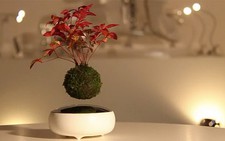 Kỳ thú bonsai bay lơ lửng trên không