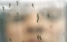 Những điều cần biết về virút Zika