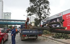 ​Điểm tin: Hà Nội cử cán bộ “du học” quản lý cây xanh