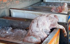 Bắt lò mổ có hơn 2 tấn heo chết bốc mùi