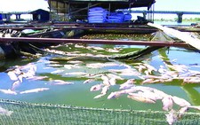 Cá lồng bè tiếp tục chết  trên sông La Ngà