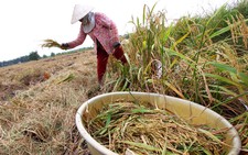 Khoảng 500.000ha lúa xuống giống trễ do hạn mặn