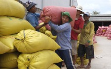 Đắt như “tôm tươi”, lúa gạo được thương lái gom hết