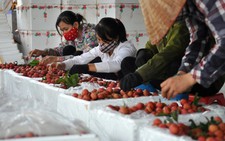 Đồng Tháp: sẽ có khu công nghiệp chế biến nông sản