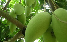 ​Xoài Việt sắp có “giấy thông hành” vào Australia